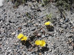 Image result for Launaea rarifolia