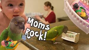 Moms Rock! Parrot Copies Mom Rocking Baby Crib