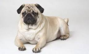 Pug Kopek Cinsi Bakimi Ve Ozellikleri Kopek Turleri