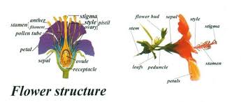 Related Image Flower Reproduction Flower Structure Stigma Flower