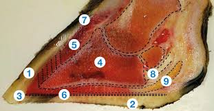 File human arm bones diagram svg wikipedia. What Does A Healthy Cow S Foot Look Like Ahdb