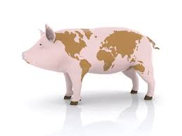 Risultati immagini per porco