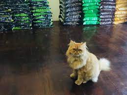 Assalamualaikum Hai Papa Mama Mai Singgah Shopping Kat Mista Cat Hari Ni Ada Merdeka Mista Cat Anniversary Sales En Pets Cats Cat Food Cats