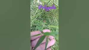 Image result for Polygala sphenoptera