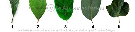Identify Australian Native Tree Species By Leaf