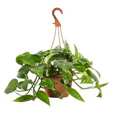 Epipremnum زرع في وعاء بوتس 18 سم Ikea
