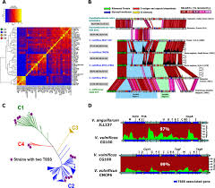 evolutionary model of cluster divergence of the emergent