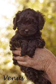Maybe you would like to learn more about one of these? Pin On Pets