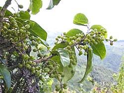 Image result for Antidesma membranaceum