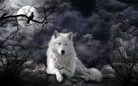 Maybe you would like to learn more about one of these? White Wolf At Night Hd Wallpaper Hintergrund 1920x1200