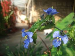 Image result for Commelina triangulispatha