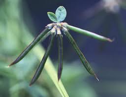 Image result for Lotus namulensis