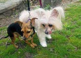 Since there is an overpopulation problem in the united states, there is no reason puppy mills should be breeding animals. Our Little Stalker Second Chance Pet Adoption League Facebook