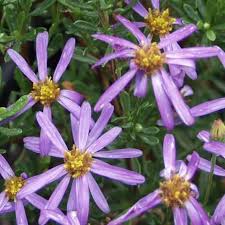 Image result for Felicia muricata