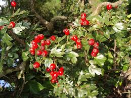Two different taste such as jumbo shrimp w. Garden Patio Quickthorn Mayflower Native Hawthorne 10 Hawthorn Hedging Plants 3 4ft Hedges Plants Seeds Bulbs