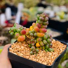 Image result for Crassula alsinoides