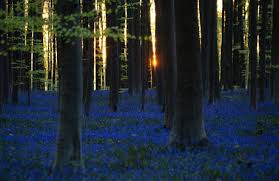 The blue forest in halle, belgium gets its name thanks this article should answer all your questions about visiting hallerbos, the blue forest in halle, just near brussels. Bluebells Bloom In The Ancient Woodland Of Hallerbos Forest A K A The Blue Forest Belgium 9gag