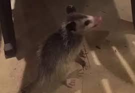 Cat and possum encounters when threatened by bigger animals like cats and dogs or humans, the possum is adept at bluffing and putting up a show to cover for its basic fright and helplessness. Why Do Possums Eat Kittens How Do They Hunt Them Quora