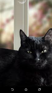 22 handy hintergrundbilder iphone x iphone hintergrundbild. Detail Gambar Kucing Hitam Lucu Wallpaper Hidup For Android Apk Download