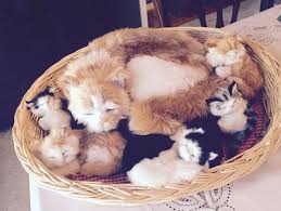 Perfect petzzz pets mini realistic sleeping dog toy review. Perfect Petzzz Mama Kitty Cat W Beautiful Longhair And Her 4 Adorable Kittens Kittens Cutest Kittens Kitty