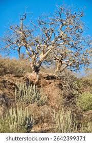 Image result for Hernandiaceae