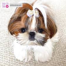 Cute Shih Tzu With Hair Ribbon In 2020 Cute Baby Animals Cute Dogs And Puppies Shih Tzu