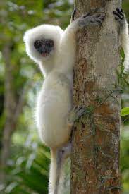 Silky Sifaka Wikipedia Rare Animals Unusual Animals Animals