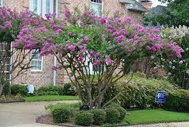 South side of gilkey hall. Purple Zuni Crape Myrtle Trees 6 Each Grown In Quart Containers 6 12 Tall Shipped In Packs Of 4 6 9 12 And 16 Crape Myrtle Guy