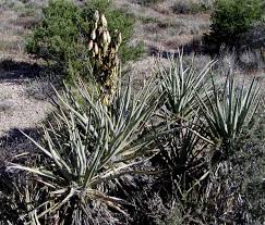 Once harvested, it will drop 6 fibrous leaves, and a yucca fruit will be visible. Yucca Baccata Wikipedia