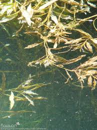 Image result for Potamogeton schweinfurthii