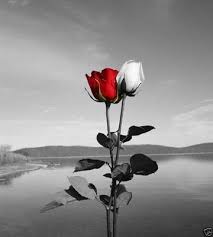 Black And White Red Rose Wallpaper White rose black rose rose white black black white flowers roses flower love red high definition picture bouquets petals nature background red roses macro season romance decoration colorful day valentine039s gift plants ornament beautiful tender and beautiful bloom holiday beautiful roses hd. black and white red rose wallpaper