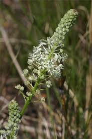 Image result for Schizocarphus nervosus