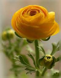 Something Everything Nothing Beautiful Flowers Flowers Yellow Flowers