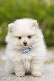 Maybe you would like to learn more about one of these? 14 White Small Dog Cute Lovely Propatel