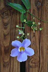 Image result for Thunbergia racemosa