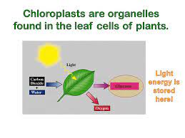 Check spelling or type a new query. Chloroplast Mitochondrion Cells Have Organelles That Store Release Energy Which One Is Found Only In Plant Cells Which Is Found In Both Plant Animal Ppt Download