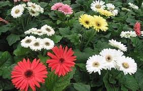 Gerbera Flower Farming Information Guide Agri Farming