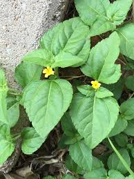 Image result for Calyptocarpus vialis