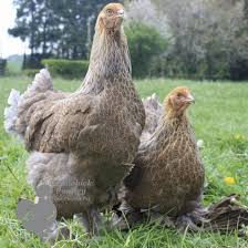 Check spelling or type a new query. Blue Lace Partridge Brahma Hen Pipinchick Silkies