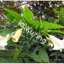 Check spelling or type a new query. Daun Kecubung Kucubung Segar Datura Metel Fastulosa Shopee Indonesia