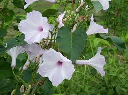Image result for Ipomoea carnea