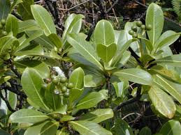 Image result for Psychotria vogeliana
