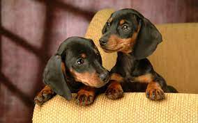 He enjoys being talked to and being around people. 48 Miniature Dachshund Wallpaper On Wallpapersafari