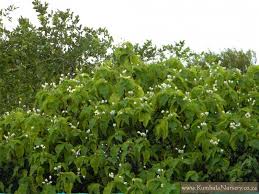 Image result for Sparrmannia