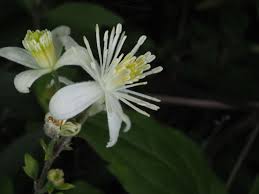 Image result for Clematis uhehensis