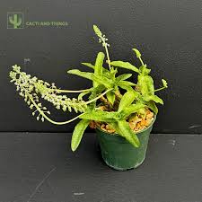 Image result for Drimiopsis