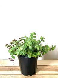 Turtle Vine Callisia Repens Or Creeping Inch Indoor House Plants Plants House Plants Indoor House Plants