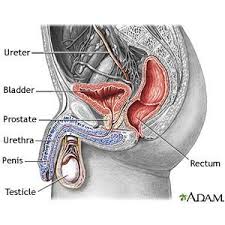 How do you treat prostate cancer? Perineal Prostatectomy Aftercare Instructions What You Need To Know