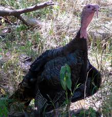 Its highest value over the past 23 years was 7.81 in 1993, while its lowest value was 3.98 in 2007. Adirondack Stats Wild Turkey The Adirondack Almanack