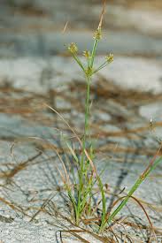 Image result for Cyperus karisimbiensis